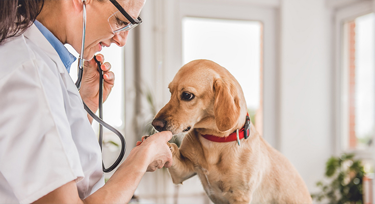 Jiangsu Dingshun Táirgí Leighis Co, Teo.